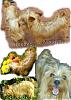 Has anyone ever seen a red yorkie?-collage1-426-x-600-.jpg