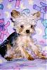 Whats the smallest yorkie on YT-gooey-best-4.jpg