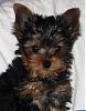 past and present yorkie pics-hobbs-12-weeks-old.jpg
