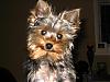 past and present yorkie pics-mr.-hobbs-2-.jpg