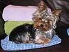 past and present yorkie pics-img_0540-2-.jpg
