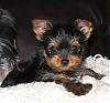 past and present yorkie pics-img_0637-2-.jpg