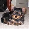 past and present yorkie pics-img_0650-2-.jpg