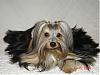 Who has the biggest yorkie?-album-1-236-480-x-360-.jpg