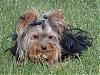 Whats the smallest yorkie on YT-candee2.jpg