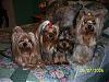 Share Your Yorkie Gang Photos-100_0847a-600-x-450-.jpg