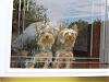 Share Your Yorkie Gang Photos-front-doorr-resized.jpg