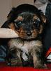 YAY!! I'm picking up my puppy on saturday afternoon!!!-trixiesfelicia3.jpg