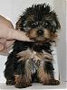 YAY!! I'm picking up my puppy on saturday afternoon!!!-trixiesfelicia6.jpg