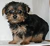 YAY!! I'm picking up my puppy on saturday afternoon!!!-trixieshelen8.jpg