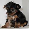 YAY!! I'm picking up my puppy on saturday afternoon!!!-trixiesisabella6.jpg