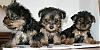 YAY!! I'm picking up my puppy on saturday afternoon!!!-trixiesgirls2.jpg
