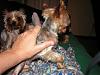 Whats the smallest yorkie on YT-gooey-small-2.jpg