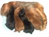 Photo of Red Puppy Litter..tails docked..2 days old-croppedday2.jpg