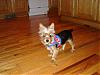 Do Your Yorkies love.....-dylan-6-mth-kitchen-cute.jpg