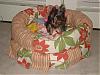 Look at the bed I made for Annabelle!-dsc01670.jpg