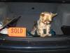 Yorkie For Sale in Trunk of Car! (JOKE!)-yoda-forsale3.jpg