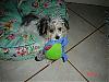 Does your Does your yorkie have a toy that they like to sleep with-piper-toy.jpg