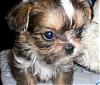 My Shorkie puppies @ 6 weeks-100_0668.jpg