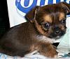 My Shorkie puppies @ 6 weeks-100_0678.jpg