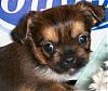 My Shorkie puppies @ 6 weeks-100_0679.jpg