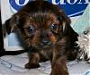 My Shorkie puppies @ 6 weeks-100_0681.jpg