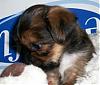 My Shorkie puppies @ 6 weeks-100_0673.jpg