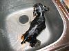 Lets see the wet yorkie pictures-198_9838.jpg