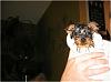 Lets see the wet yorkie pictures-steddybath.jpg