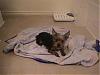 Lets see the wet yorkie pictures-dsc00898-small-.jpg
