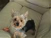 Lets see the wet yorkie pictures-dsc00950-small-.jpg
