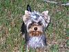 I am getting a new Yorkie!  YEAH FOR ME!!!-murphy.jpg