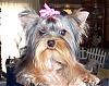 I am getting a new Yorkie!  YEAH FOR ME!!!-little-girl3.jpg