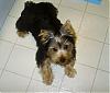 PetSmart BUTCHERED my baby-howie-021b.jpg