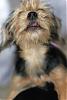 How do your Yorkies amuse themselves in the heatwave?-ruby-happy-days-1.jpg