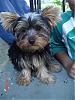 Everyone meet Bella's brother Gizmo-dsc03165.jpg