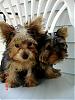 Everyone meet Bella's brother Gizmo-dsc03169.jpg