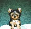 money for a yorkie-baby-small.jpg