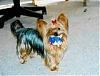 money for a yorkie-wrappingpaper-small.jpg