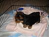 Remembering Those Puppy Days!-dsc01916.jpg