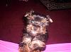 Remembering Those Puppy Days!-tinyduch.jpg