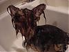Lets see the wet yorkie pictures-chizziebath4.jpg