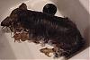 Lets see the wet yorkie pictures-chizziebath1.jpg