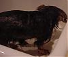 Lets see the wet yorkie pictures-chizziebath3.jpg