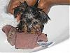 Lets see the wet yorkie pictures-img_0478a.jpg