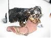 Lets see the wet yorkie pictures-img_0479a.jpg