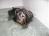 Lets see the wet yorkie pictures-lola-bathtime.jpg