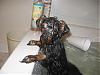 Lets see the wet yorkie pictures-lola-bathtime2.jpg