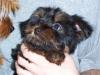 I'm Getting my New Puppy Tomorrow!-tj-small-2.jpg