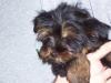 I'm Getting my New Puppy Tomorrow!-tj-small-3.jpg